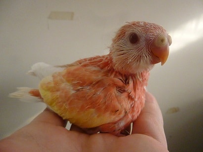 アキクサインコ（秋草インコ）
