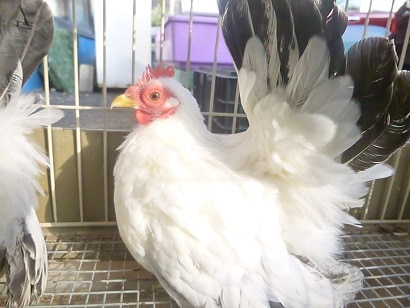 桂チャボ（カツラチャボ）