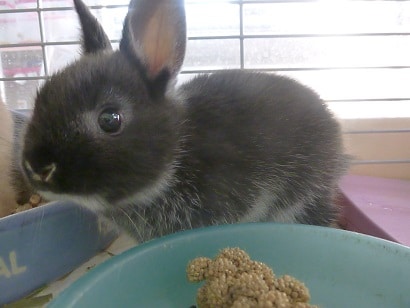 ネザーランドドワーフ