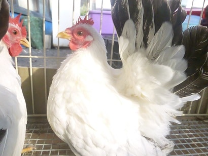 桂チャボ（カツラチャボ）