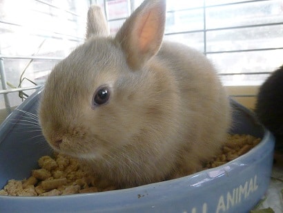 ネザーランドドワーフ