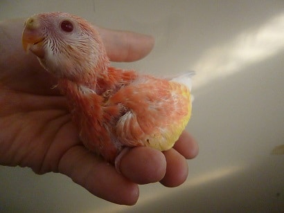 アキクサインコ（秋草インコ）