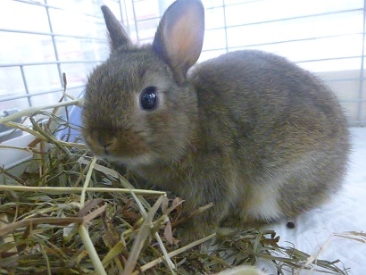 ネザーランドドワーフ