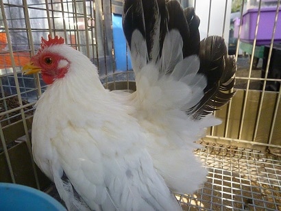 桂チャボ（カツラチャボ）