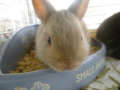 ネザーランドドワーフ