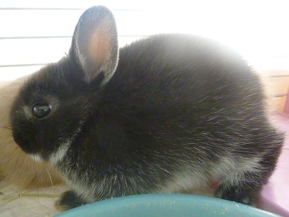 ネザーランドドワーフ