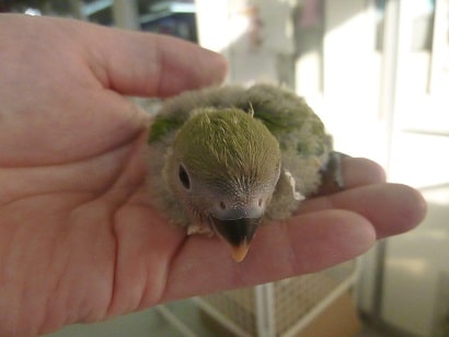 コザクラインコ（小桜インコ）