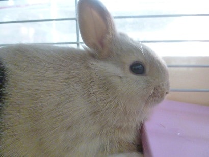 ネザーランドドワーフ