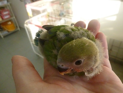 コザクラインコ（小桜インコ）