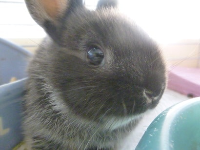 ネザーランドドワーフ