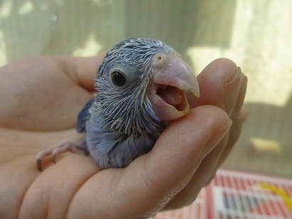 手乗りマメルリハ コバルトの女の子のヒナ マメルリハ