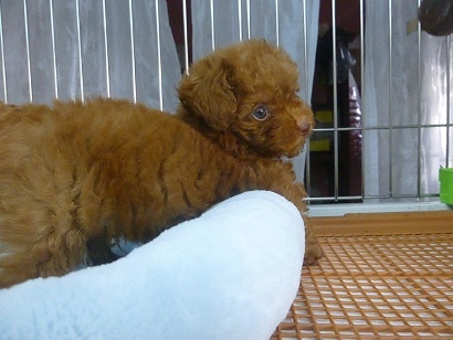 トイプードル