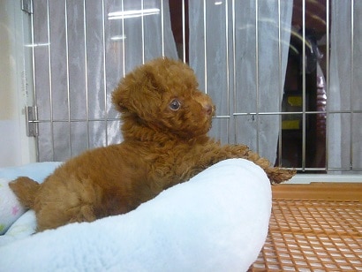 トイプードル