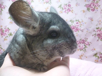 チンチラ