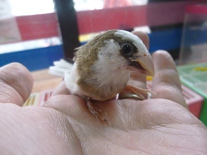 十姉妹（ジュウシマツ）