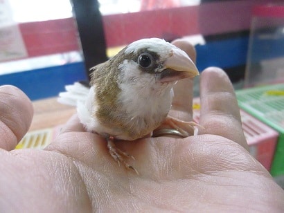 十姉妹（ジュウシマツ）