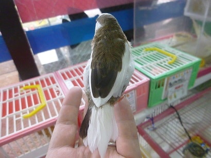 十姉妹（ジュウシマツ）