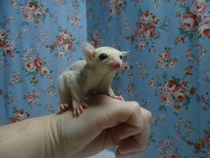 フクロモモンガ