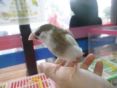 十姉妹（ジュウシマツ）