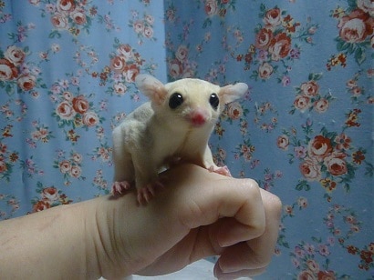 フクロモモンガ