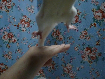 フクロモモンガ