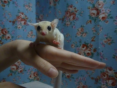 フクロモモンガ