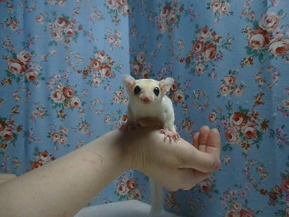 フクロモモンガ