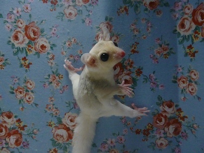 フクロモモンガ