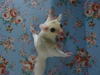 フクロモモンガ