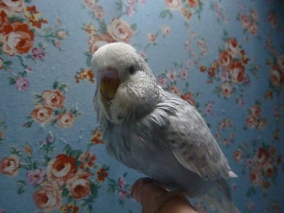 ジャンボセキセイインコ