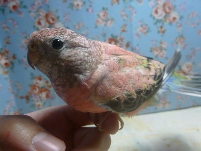 アキクサインコ（秋草インコ）