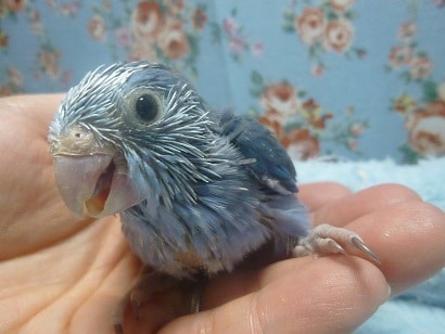 手乗りマメルリハ コバルト 女の子のヒナ マメルリハ