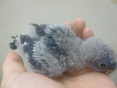 サザナミインコ