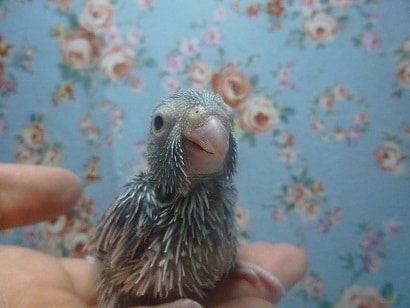 手乗りマメルリハ ブルーの男の子 ヒナ マメルリハ