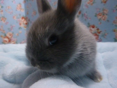 ネザーランドドワーフ