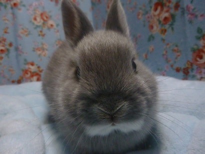 ネザーランドドワーフ