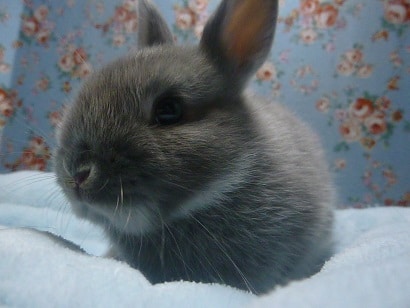 ネザーランドドワーフ