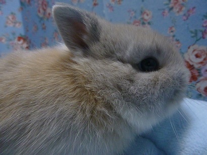 ネザーランドドワーフ