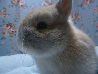 ネザーランドドワーフ