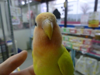 コザクラインコ（小桜インコ）