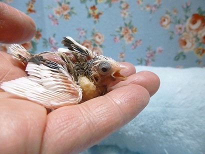 十姉妹（ジュウシマツ）