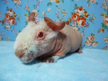 スキニーギニアピッグ