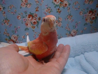 アキクサインコ（秋草インコ）