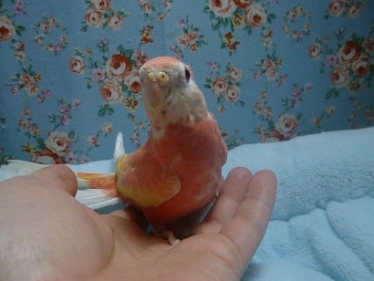 アキクサインコ（秋草インコ）