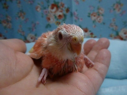 アキクサインコ（秋草インコ）