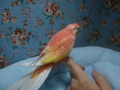 アキクサインコ（秋草インコ）