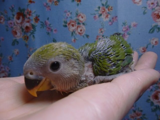 コザクラインコ（小桜インコ）