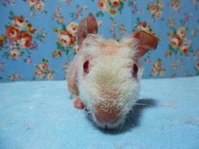 スキニーギニアピッグ