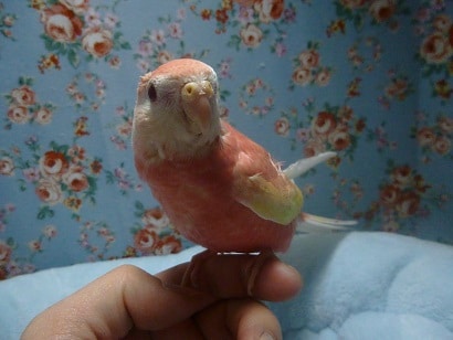 アキクサインコ（秋草インコ）