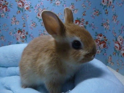 ネザーランドドワーフ